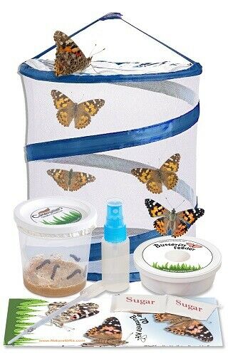 Nature Gifts Butterfly Raising Habitat Kit 5 Live Caterpillar Voucher Included